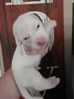 Casca Highbottom lace ears & blue eyes, a male Basset Hound for sale in Show Low, AZ – 4 of 10