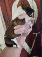 Dawn, a female Basset Hound for sale in Show Low, AZ – 2 of 5