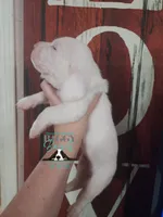 Shining Armor , a male Basset Hound for sale in Show Low, AZ – 10 of 10