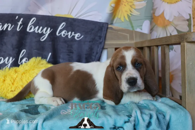 HeiHei – Basset Hound puppy for sale in Mesa, AZ