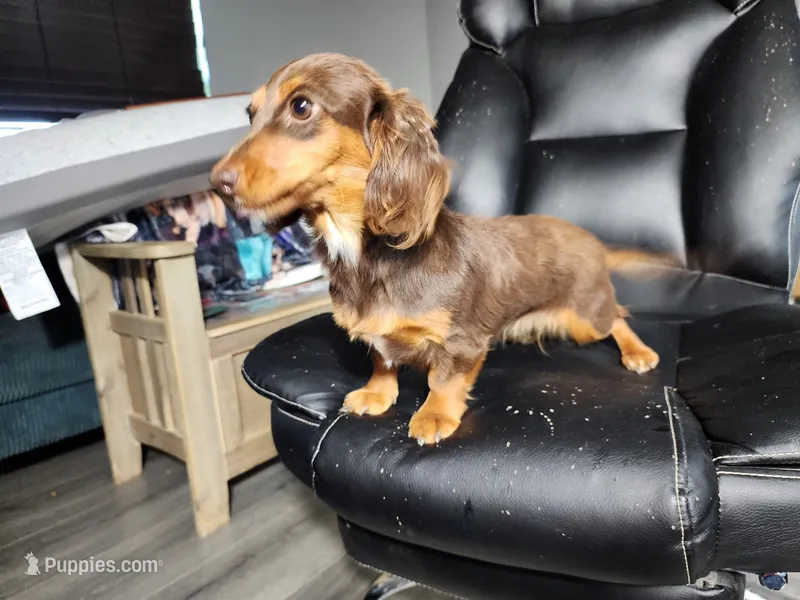 Lilly – Miniature Dachshund puppy for sale in Show Low, AZ