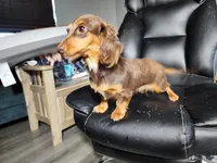 Lilly, a female Miniature Dachshund for sale in Show Low, AZ – 1 of 4