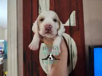 Discord, a male Basset Hound for sale in Show Low, AZ – 5 of 9