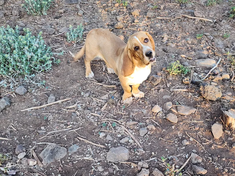 Nala – Basset Hound puppy for sale in Mesa, AZ