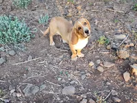 Nala, a female Basset Hound for sale in Mesa, AZ – 1 of 10