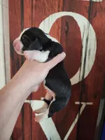Fidel, a male Basset Hound for sale in Show Low, AZ – 3 of 5