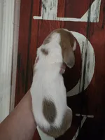 Volumia, a female Basset Hound for sale in Show Low, AZ – 8 of 8
