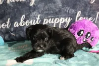 Daisy, a female Miniature Schnauzer and Cavalier King Charles Spaniel for sale in Show Low, AZ – 3 of 10
