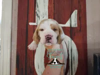 Spike, a male Basset Hound for sale in Show Low, AZ – 3 of 9