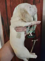 Celestia, a female Basset Hound for sale in Show Low, AZ – 8 of 8