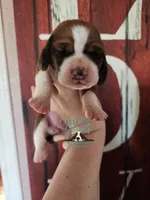 Simea, a female Basset Hound for sale in Mesa, AZ – 3 of 8