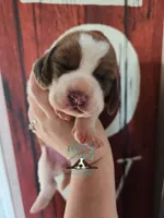 Pua, a female Basset Hound for sale in Mesa, AZ – 8 of 8