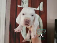 Shining Armor , a male Basset Hound for sale in Show Low, AZ – 3 of 10