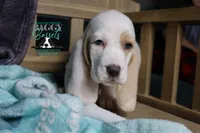 Flurry blue eyes & lace ear, a female Basset Hound for sale in Show Low, AZ – 4 of 10