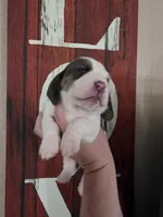 Lucy Gray, a female Basset Hound for sale in Show Low, AZ – 8 of 9