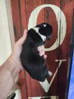 Allie, a female Basset Hound for sale in Show Low, AZ – 6 of 6