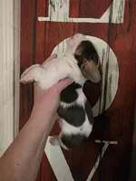 Lucy Gray, a female Basset Hound for sale in Show Low, AZ – 2 of 9