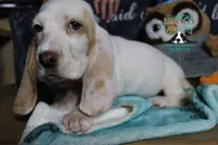 Celestia blue eyes & lace ear, a female Basset Hound for sale in Show Low, AZ – 2 of 10