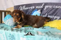 Curious George , a male Miniature Dachshund for sale in Mesa, AZ – 8 of 10
