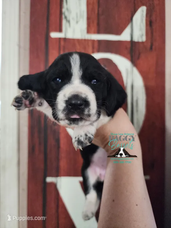 Allie – Basset Hound puppy for sale in Show Low, AZ
