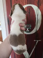 HeiHei, a male Basset Hound for sale in Mesa, AZ – 7 of 10