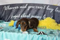 Penny, a female Miniature Dachshund for sale in Mesa, AZ – 5 of 10