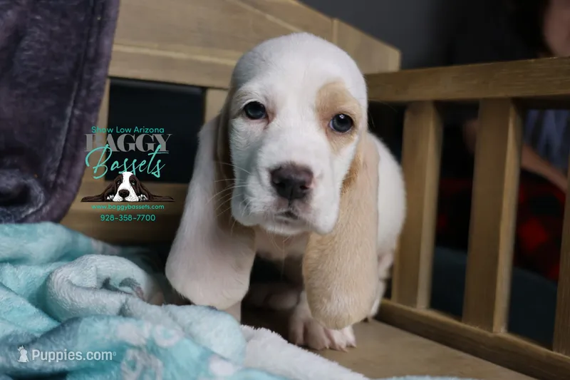 Flurry blue eyes & lace ear – Basset Hound puppy on hold in Show Low, AZ