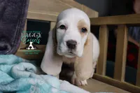 Flurry blue eyes & lace ear, a female Basset Hound for sale in Show Low, AZ – 1 of 10