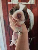 Pua, a female Basset Hound for sale in Mesa, AZ – 4 of 8