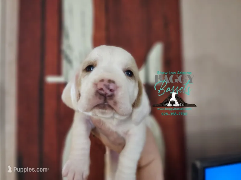 Discord – Basset Hound puppy for sale in Show Low, AZ