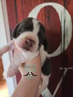 Maui, a male Basset Hound for sale in Mesa, AZ – 5 of 10
