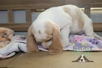 Sally O'Malley, a female Basset Hound for sale in Mesa, AZ – Photo 5 of 9