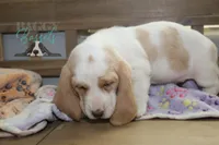 Sally O'Malley, a female Basset Hound for sale in Mesa, AZ – Photo 2 of 9