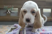 Sally O'Malley, a female Basset Hound for sale in Mesa, AZ – Photo 1 of 9