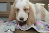 Sally O'Malley, a female Basset Hound for sale in Mesa, AZ – Photo 3 of 9