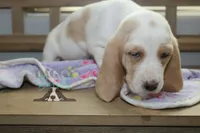 Sally O'Malley, a female Basset Hound for sale in Mesa, AZ – Photo 7 of 9