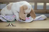 Sally O'Malley, a female Basset Hound for sale in Mesa, AZ – Photo 6 of 9