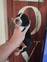 Allie, a female Basset Hound for sale in Show Low, AZ – 3 of 6