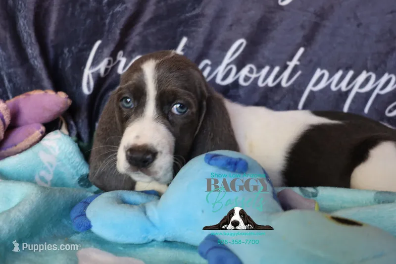 Maui – Basset Hound puppy for sale in Mesa, AZ