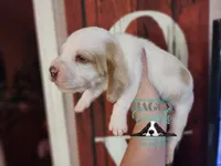 King Sombra, a male Basset Hound for sale in Show Low, AZ – 9 of 10