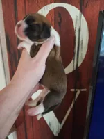 Dawn, a female Basset Hound for sale in Show Low, AZ – 4 of 5