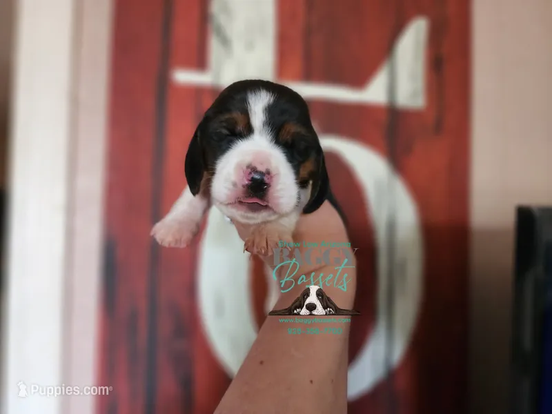 Sina – Basset Hound puppy on hold in Mesa, AZ
