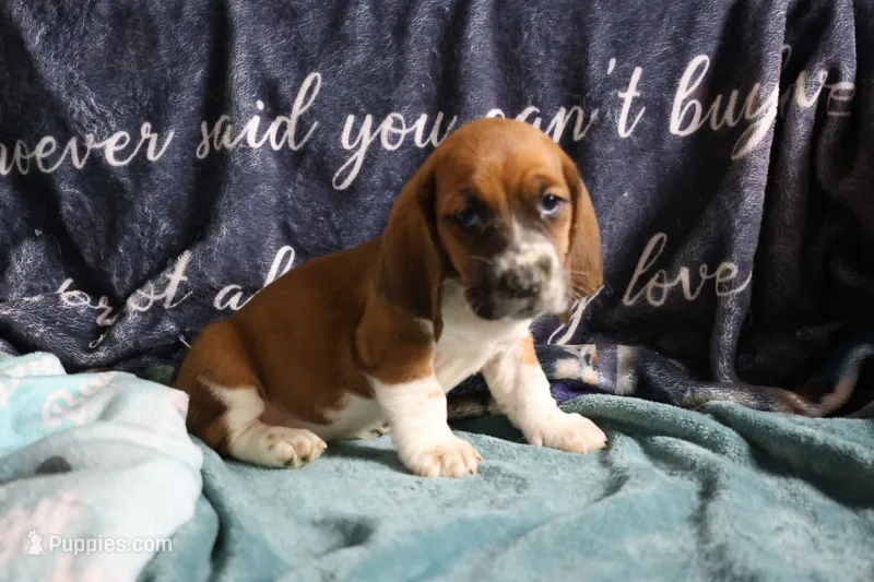 Dawn – Basset Hound puppy for sale in Show Low, AZ
