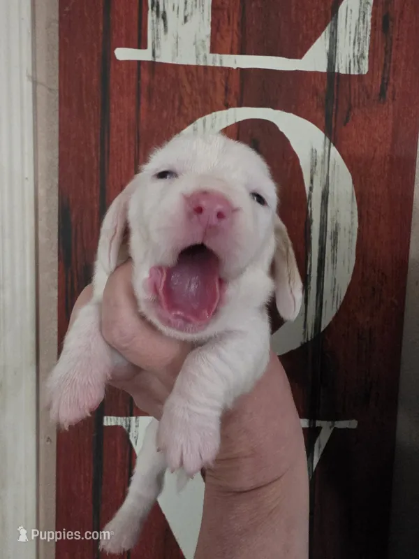 Casca Highbottom lace ears & blue eyes – Basset Hound puppy for sale in Show Low, AZ