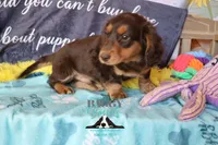 Curious George , a male Miniature Dachshund for sale in Mesa, AZ – 3 of 10
