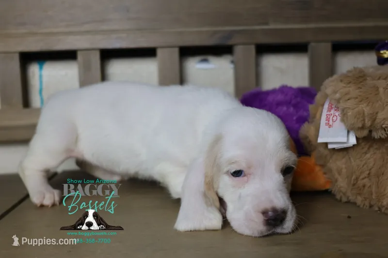 Flurry – Basset Hound puppy on hold in Show Low, AZ