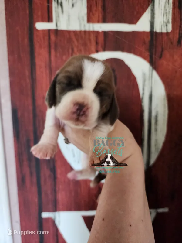 Tahiti – Basset Hound puppy on hold in Mesa, AZ