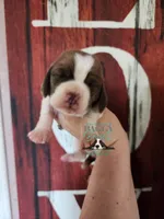 Tahiti, a female Basset Hound for sale in Mesa, AZ – 1 of 8