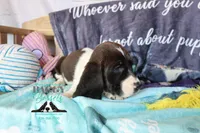 Moana, a female Basset Hound for sale in Show Low, AZ – 8 of 10