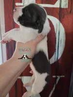 Maui, a male Basset Hound for sale in Mesa, AZ – 4 of 10